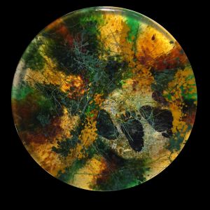new-inner-circle-black-bear-track-autumn-opal-transparent-coloration-9-2016
