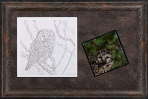 boreal-owl