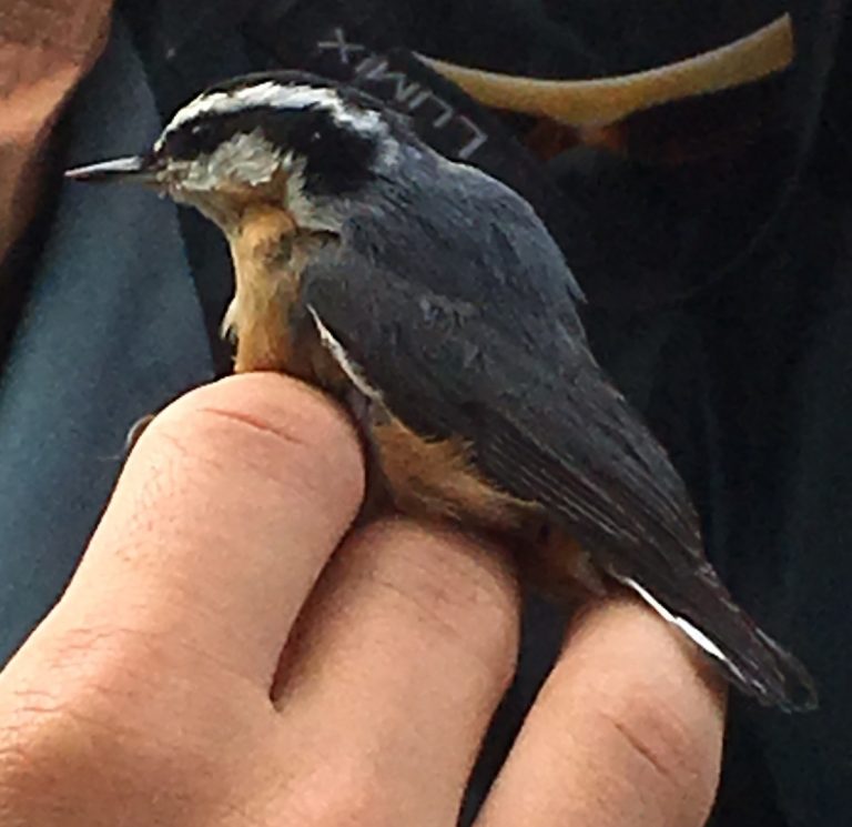 Bird Banding Observations