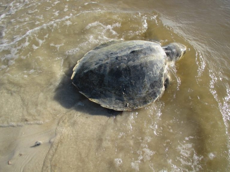 Southeastern Regional Sea Turtle Meeting February 2018