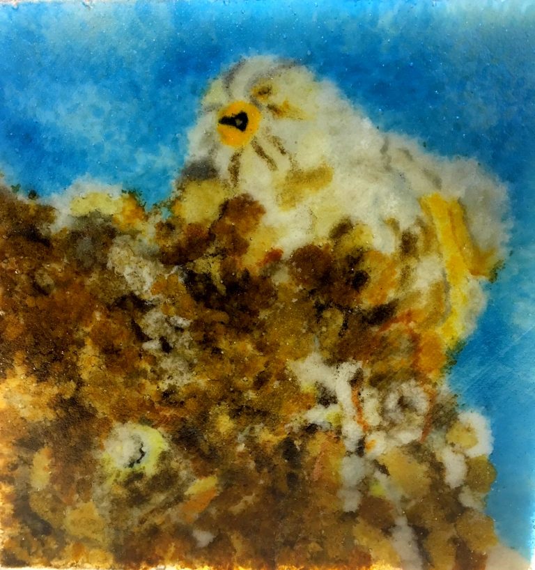 Two spots available…Wildlife in Glass Workshop – this weekend