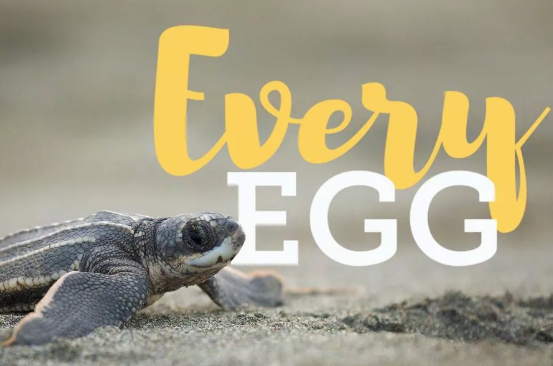 Every Egg – Ecology Project International, Pacquare Nature Reserve