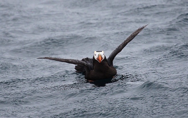 swiming-puffin swiming-puffin