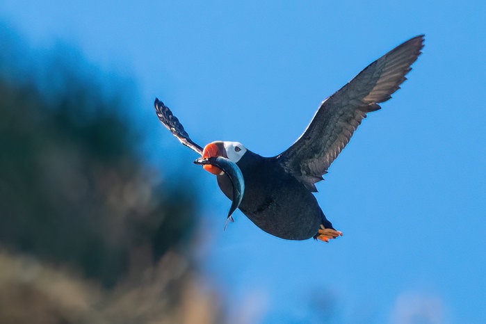tuffted-puffin tuffted-puffin