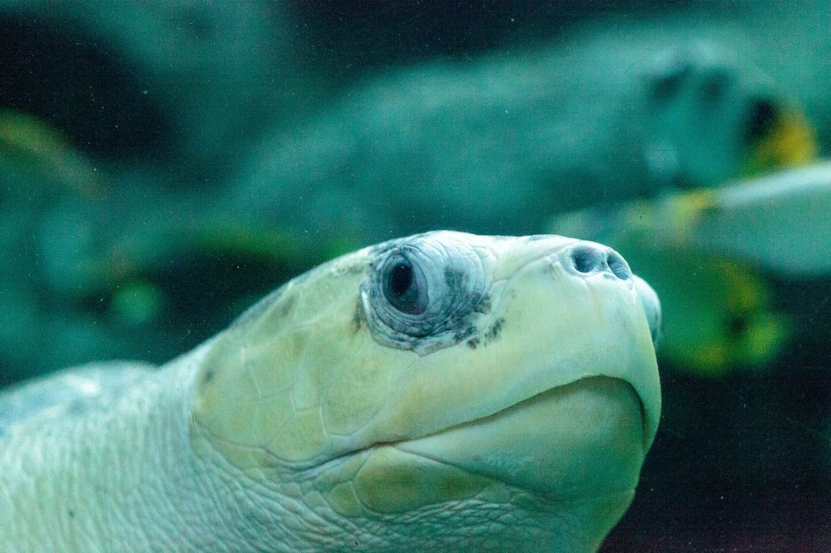 Kemp's Ridley Turtle